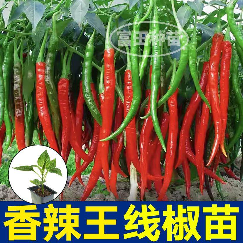 香辣王线椒苗秧二荆条又香又辣带土球高产螺丝美人椒种子盆栽庭院