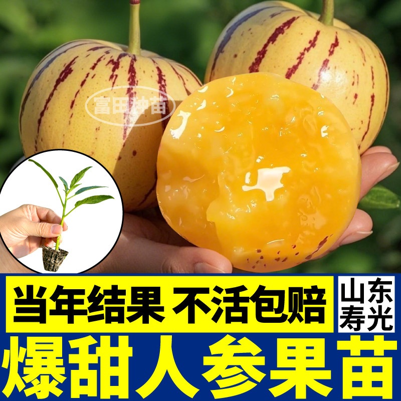 山东寿光爆甜人参果苗秧四季当年结果原土原盆奶香阳台小院盆栽