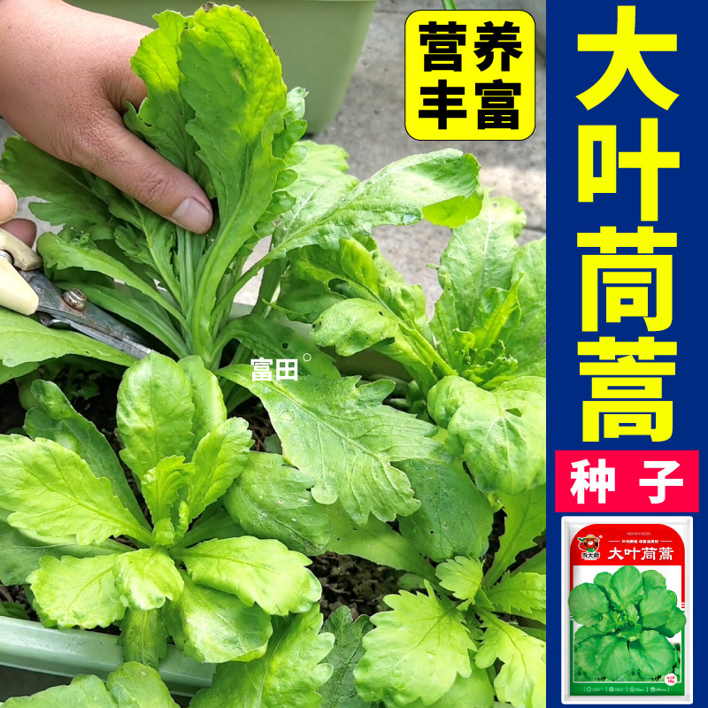 正宗大叶茼蒿种子耐寒抗病性高