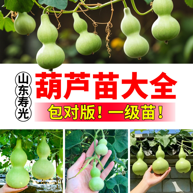 对版各种葫芦苗秧耐热耐寒四季可种大酒小亚腰手捻葫芦苗秧苗种子