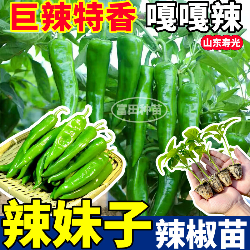 嘎嘎辣辣妹子辣椒苗秧特香压塌架四季阳台盆栽七彩樟树港辣椒种子