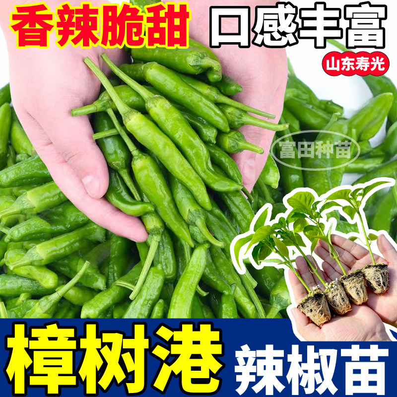 正宗樟树港辣椒苗秧香辣脆甜四季高产七彩辣妹子辣椒种子阳台盆栽