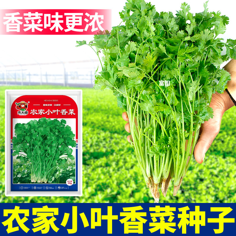 农家小叶香菜种子口感好发芽率高