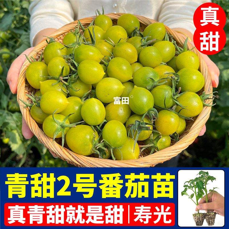 【真青甜】青甜2号番茄苗秧