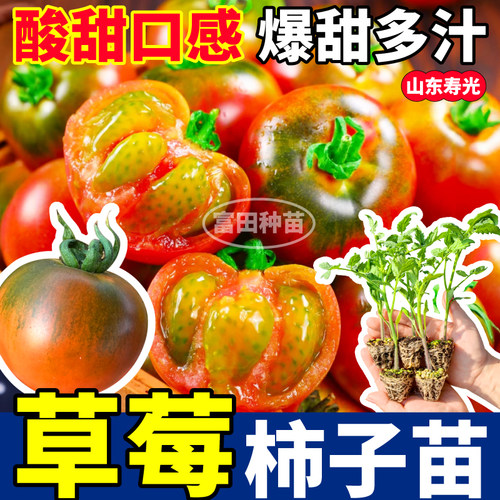 正宗草莓柿子番茄苗秧东北铁皮柿子四季高产水果番茄阳台小院盆栽