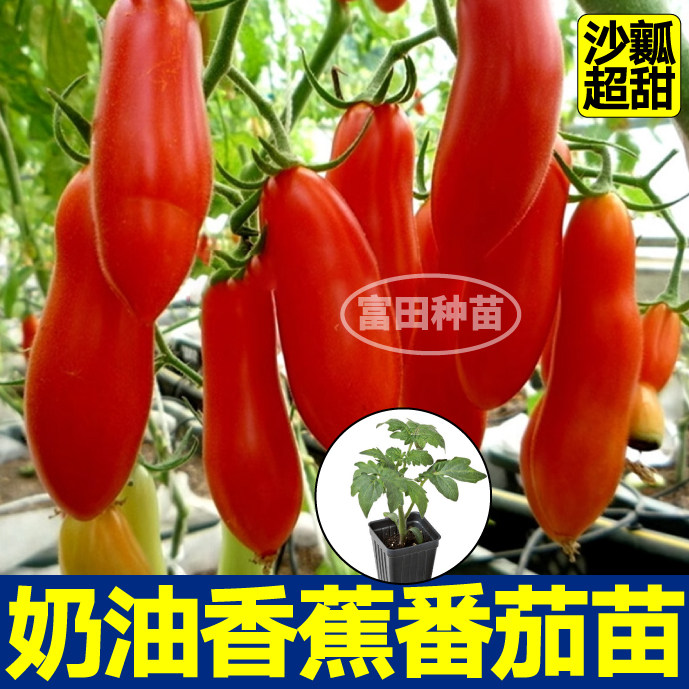 薄皮沙瓤奶油香蕉番茄苗秧超甜美人蕉西红柿四季阳台盆栽种籽