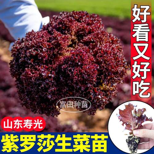 好看又好吃紫罗莎生菜苗秧红皱大速直立奶油结球生菜种子四季种植