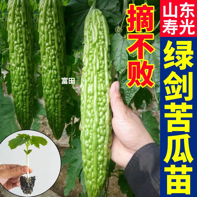 寿光对版绿剑苦瓜苗秧绿珍珠苹果苦瓜金癞瓜种子高产盆栽阳台大田