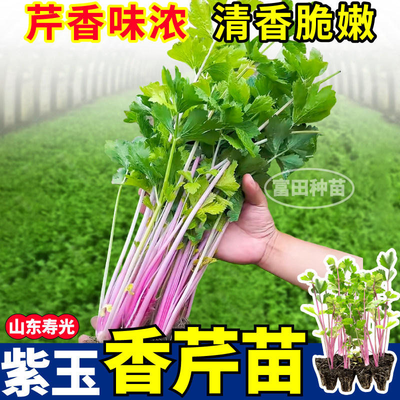 山东紫玉香芹苗秧四季清香脆嫩水果芹菜红香芹种子阳台小院盆栽