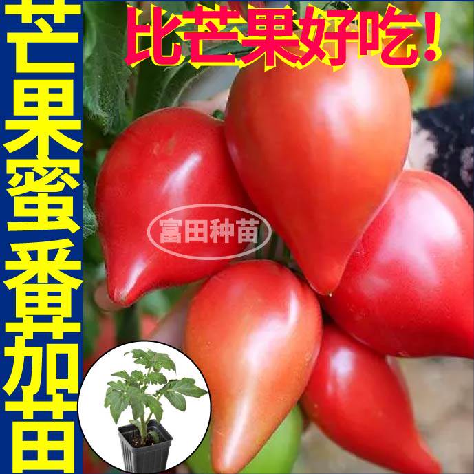 寿光沙瓤爆甜红黄芒果蜜番茄苗秧幼苗牛心西红柿种子四季高产盆栽