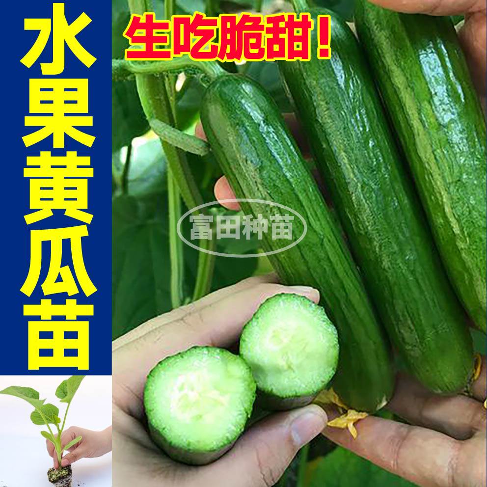 寿光水果黄瓜苗秧生吃翠甜绿芯旱黄瓜带刺大黄瓜种子阳台盆栽带土