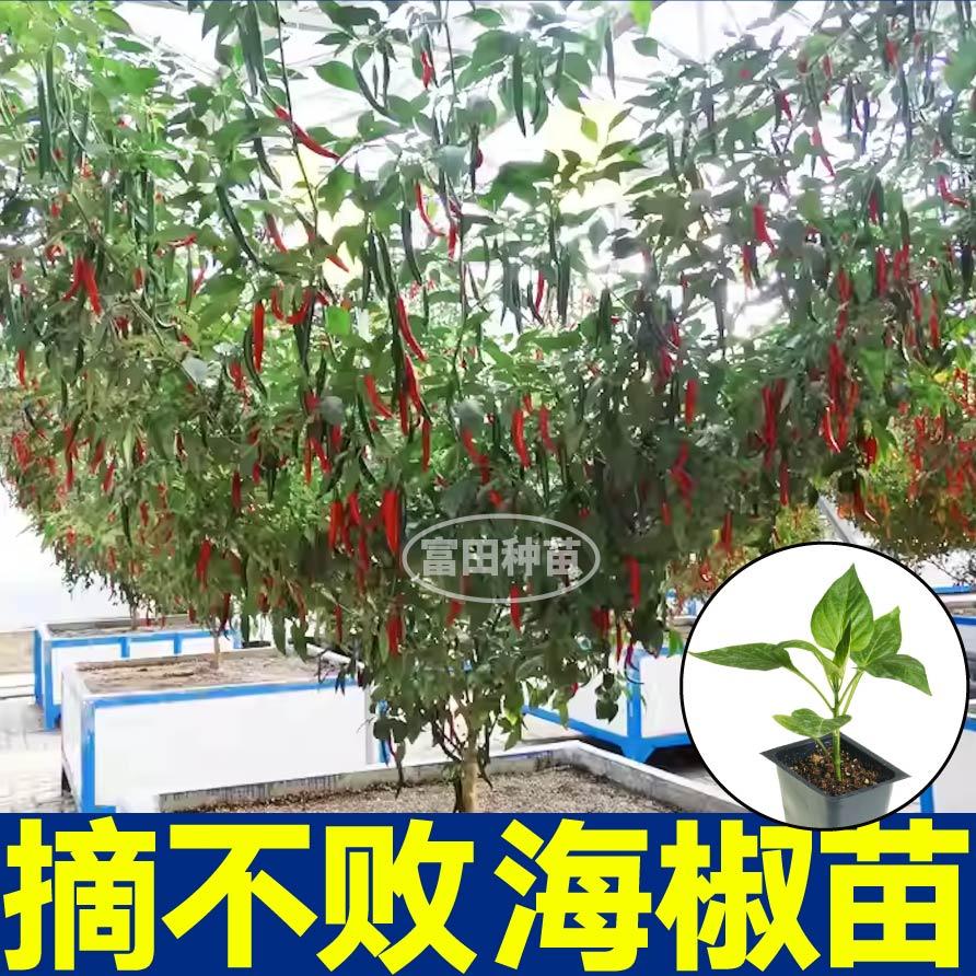 高产香辣海椒苗秧摘不败美人椒朝天椒螺丝椒种子干鲜两用四季盆栽