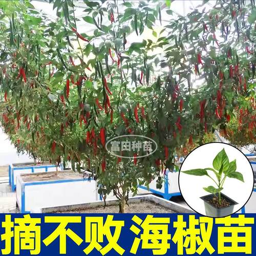 高产香辣海椒苗秧摘不败美人椒朝天椒螺丝椒种子干鲜两用四季盆栽