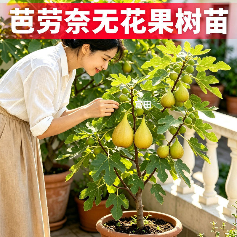 芭劳奈盆栽无花果树苗原盆原土