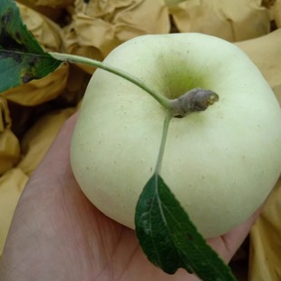 酸甜可口新鲜采摘果 包邮 甘肃天水奶油黄金苹果5斤10斤黄元 帅整箱