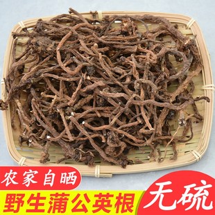 秦岭蒲公英根2025年新货婆婆丁根段精选水洗新鲜晒干货黄黄苗根茶