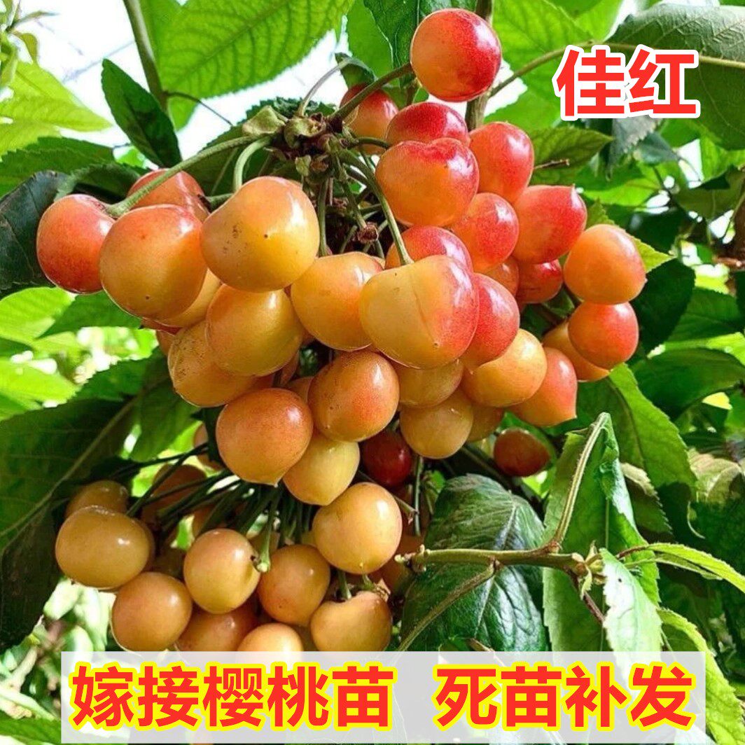佳红樱桃树苗南方北方种植车厘子苗盆栽地栽嫁接大樱桃苗当年结果