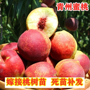 山东青州蜜桃树苗嫁接晚熟脆甜冬雪桃树苗南北方种植果树盆栽地栽