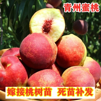 山东青州蜜桃树苗嫁接晚熟脆甜冬雪桃树苗南北方种植果树盆栽地栽