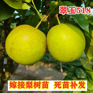 翠玉518梨树苗嫁接早熟特大脆甜翡翠梨苗南北方种植果树盆栽地栽