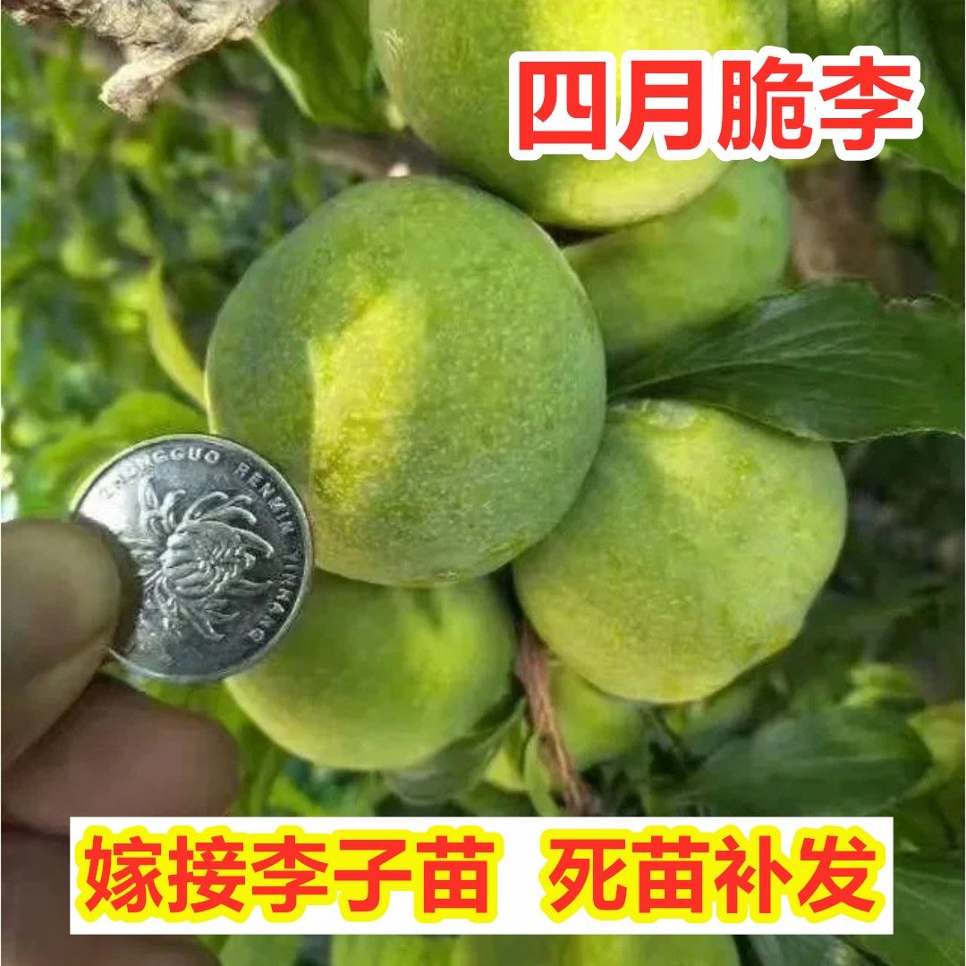 四月脆脱骨李树苗嫁接早熟离核脆甜李子树苗南方北方种植盆栽地栽
