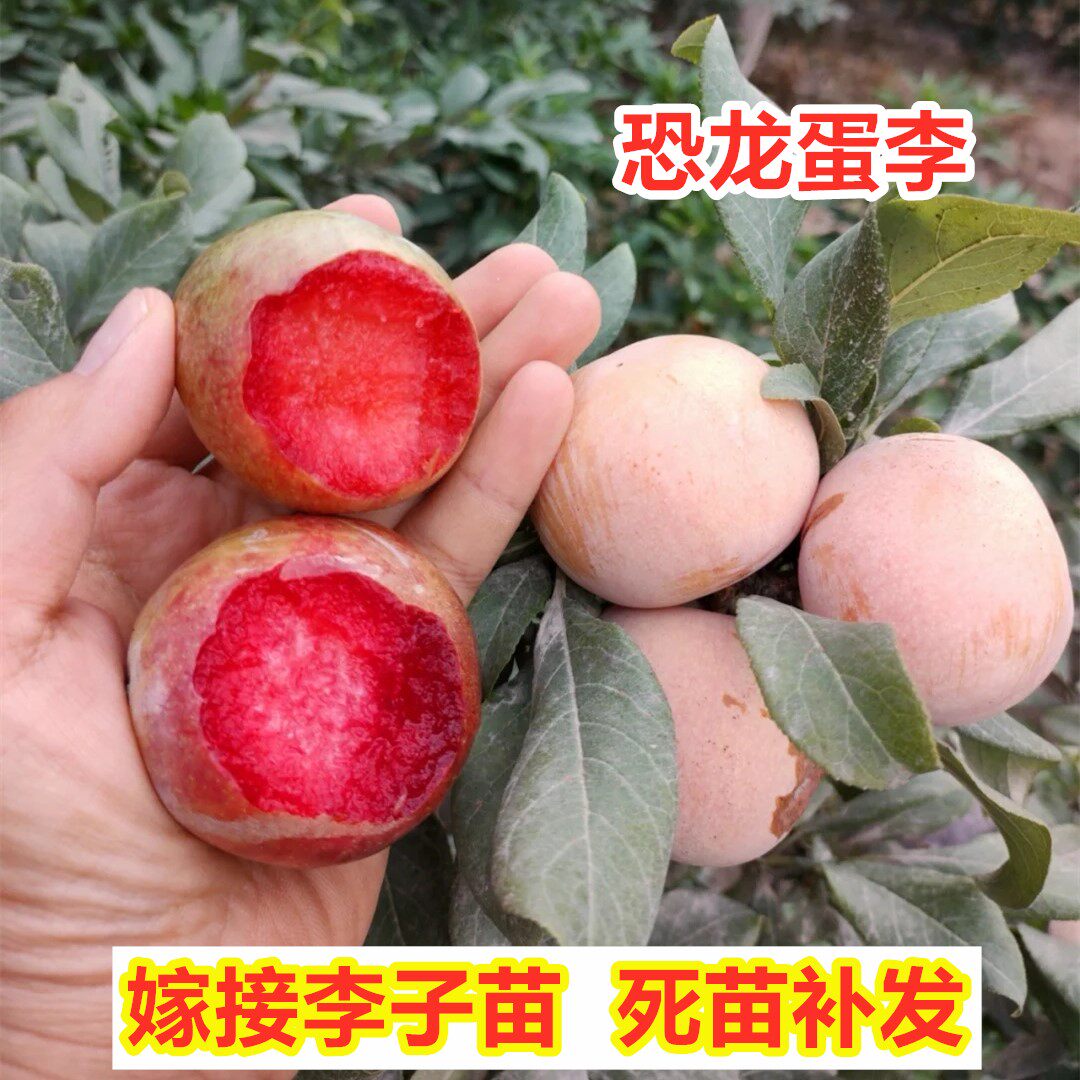 嫁接恐龙蛋李子树苗特大晚熟红肉红心杏李苗南方北方种植地栽盆栽