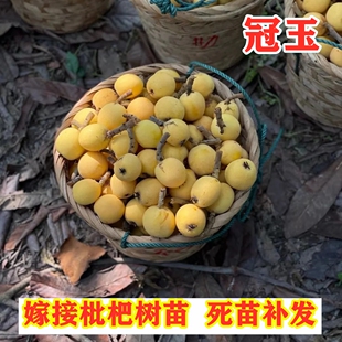 白玉枇杷树苗嫁接特大冠玉枇杷南方北方种植丰玉金玉地栽当年结果