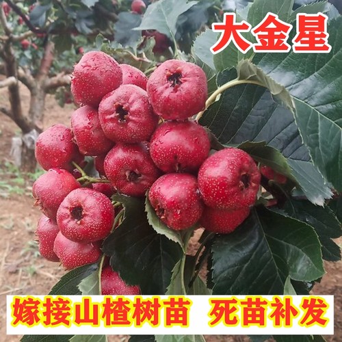 嫁接大金星山楂活苗南方北方庭院种植甜红子山楂树苗盆栽地栽果树