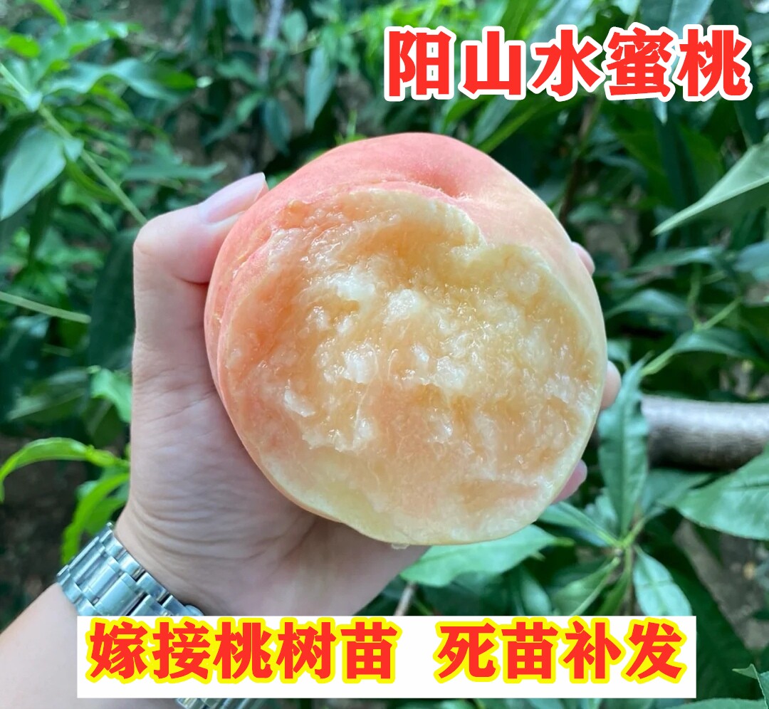 阳山水蜜桃树苗早熟水蜜桃苗晚熟白凤晚湖景蜜露桃苗南北方盆地栽