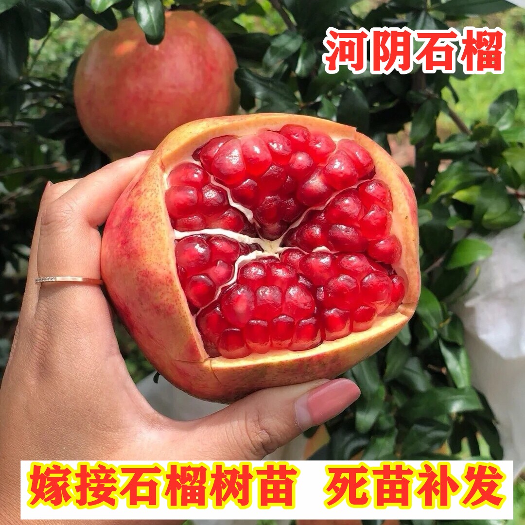 河阴软籽石榴树苗南方北方种植特大红石榴苗盆栽地栽果树当年结果