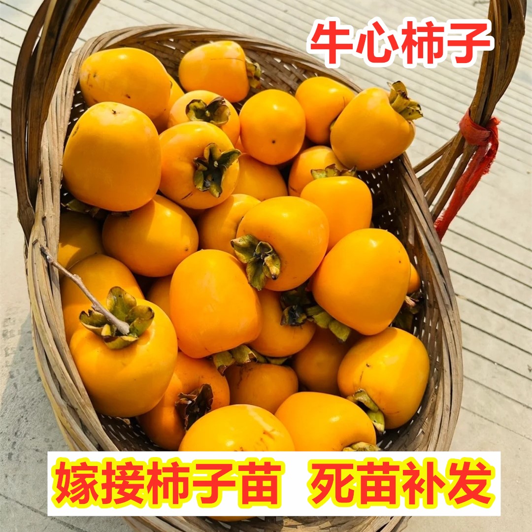 牛心柿子树苗盆栽地栽嫁接特大柿子果树苗南北方种植果苗当年结果