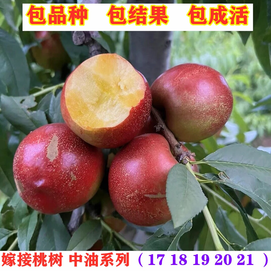 桃树果苗嫁接中油4号6号7号8号13号17号8大早晚熟油桃苗当年结果