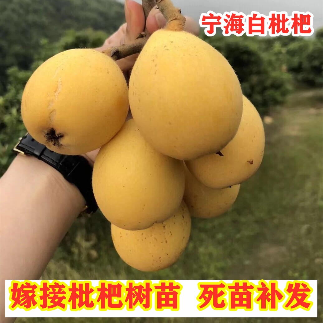 宁海白枇杷树苗嫁接南方北方种植特大白肉枇杷苗盆栽地栽当年结果