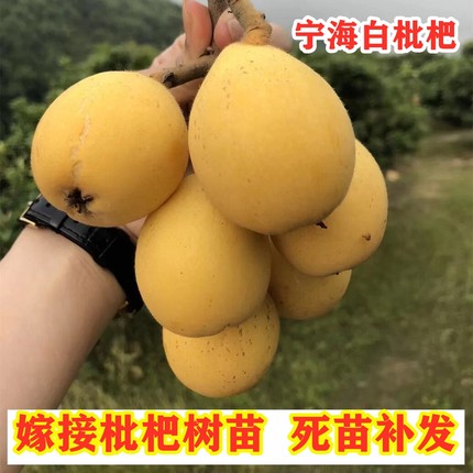 宁海白枇杷树苗嫁接南方北方种植特大白肉枇杷苗盆栽地栽当年结果