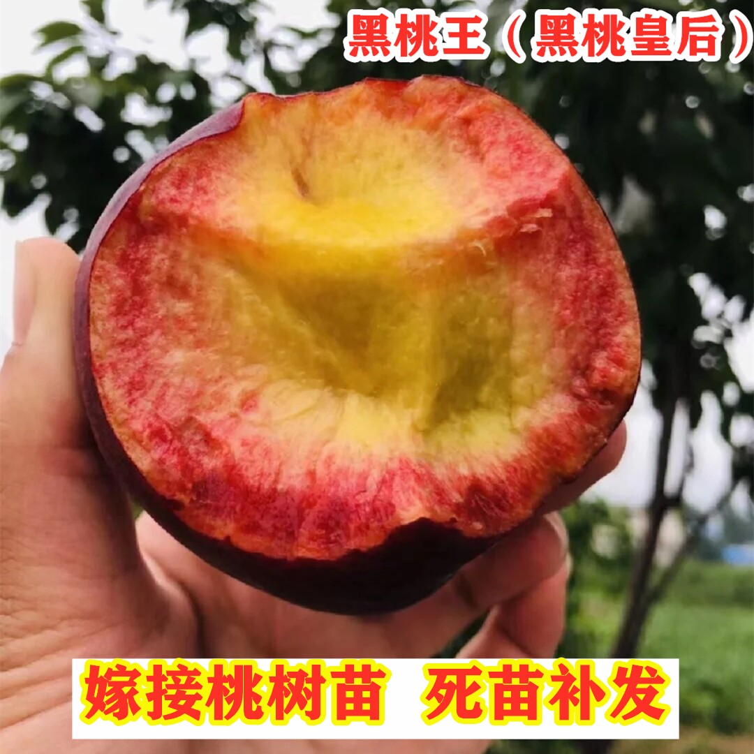 中华黑桃王桃树苗嫁接新品种黑桃皇后果树苗南方北方种植当年结果