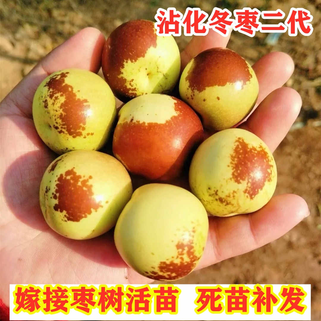 沾化冬枣二代枣树苗嫁接特大冬枣树南方北方种植脆甜枣苗盆栽地栽