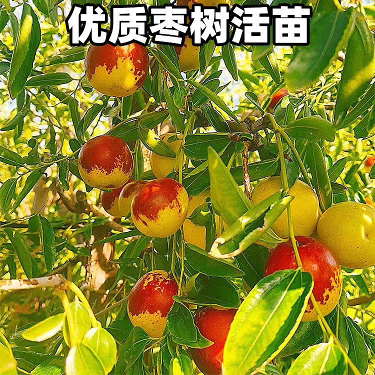 沾化冬枣树苗特大冬枣嫁接苗枣树活苗特大南北方种植庭院枣树果苗_虎窝淘