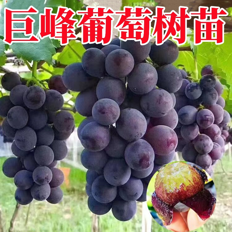 巨峰葡萄树苖阳光玫瑰果树果苗盆栽南北方四季种植地栽庭院爬藤