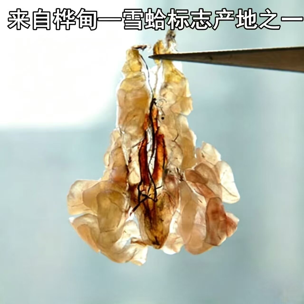 国检雪蛤油6年蛙长白山林蛙油蛤蟆油干货10g礼盒联体雪哈膏炖木瓜
