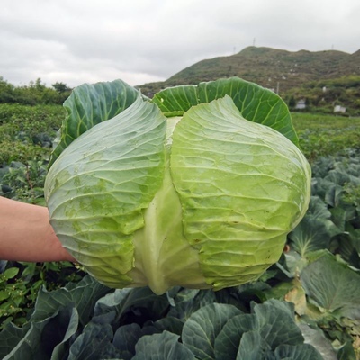 四川农家新鲜包菜卷心菜5斤