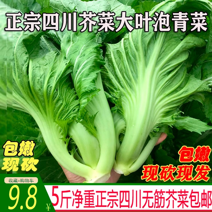 【泡菜专用】四川新鲜芥菜泡青菜