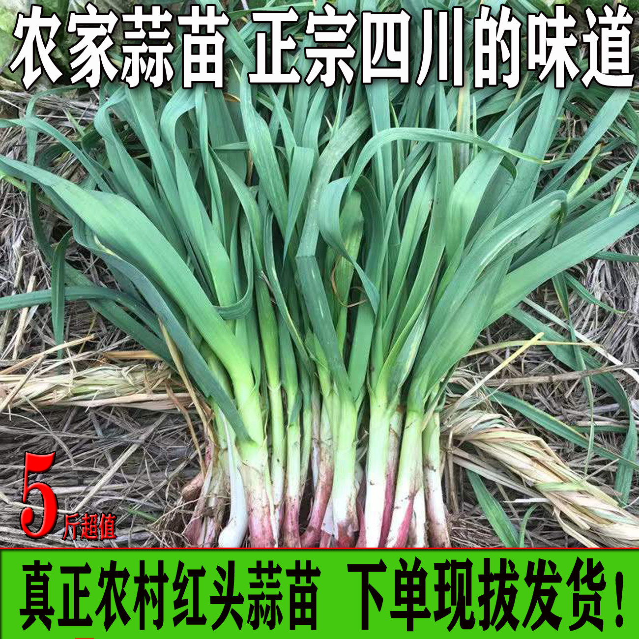 四川农家新鲜蒜苗带泥发货青皮红根香蒜苗当季新鲜时令蔬菜5斤装,水产肉类/新鲜蔬果/熟食,叶菜类,淘宝优惠券,粉丝福利购,淘宝优惠卷