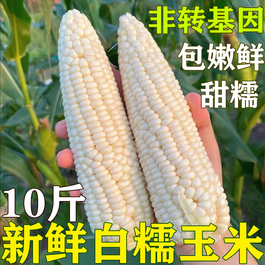 四川农家新鲜白糯玉米带壳甜糯玉米棒软糯香甜白玉米粘玉米黏嫩