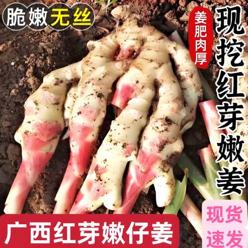 【官方正品】力荐好姜