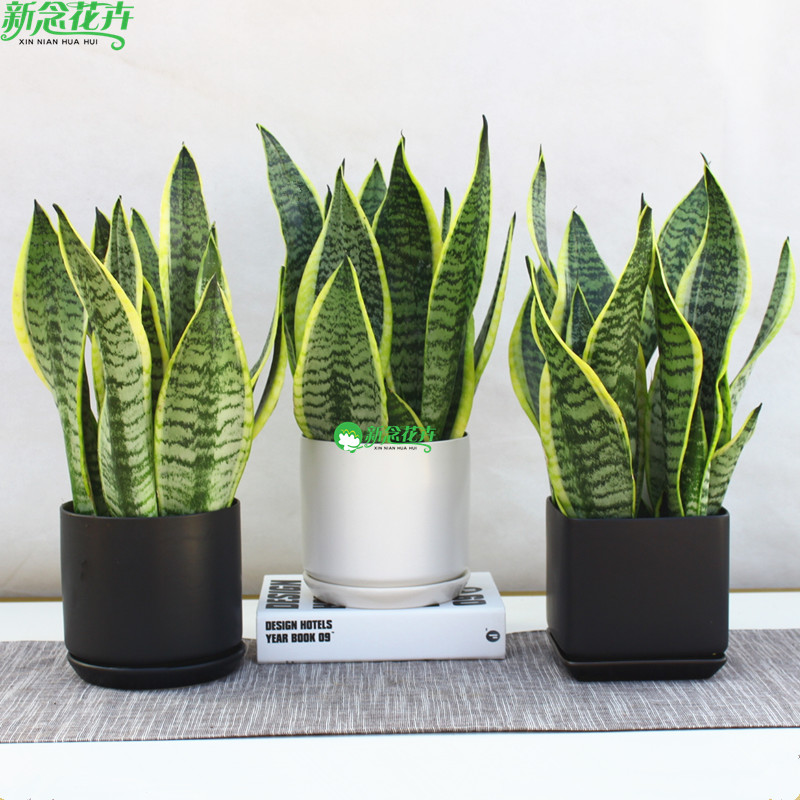 虎皮兰绿植盆栽上海同城花卉