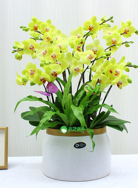 黄色蝴蝶兰盆栽四季花卉盆景植物带花室内年宵花礼品兰花