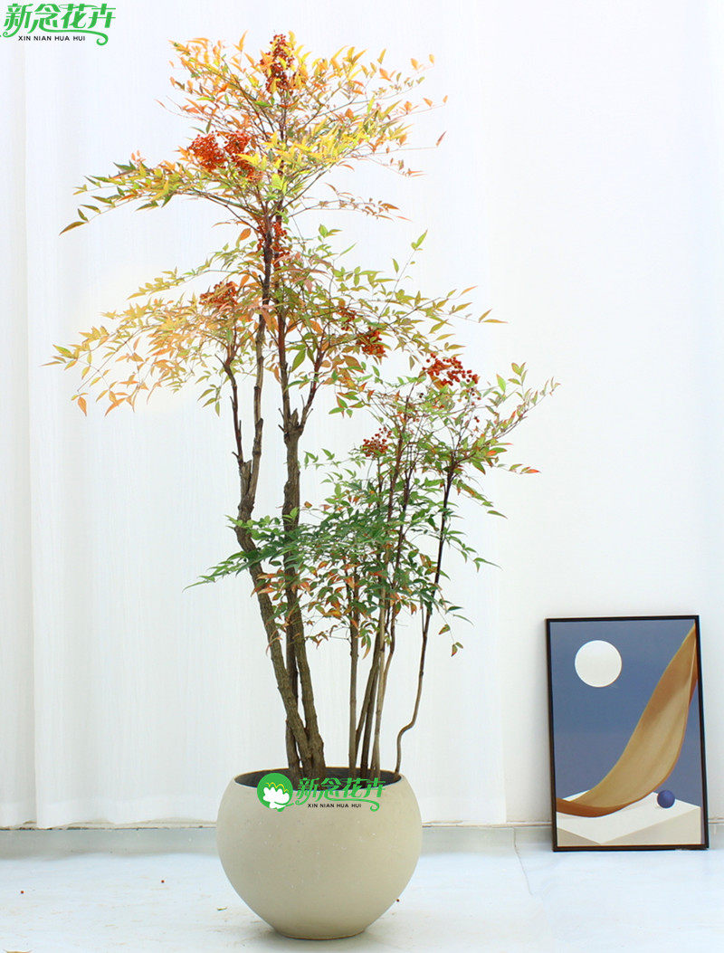 大型南天竹老桩南天竺禅意造型绿植庭院造景阳台客厅室内植物盆栽