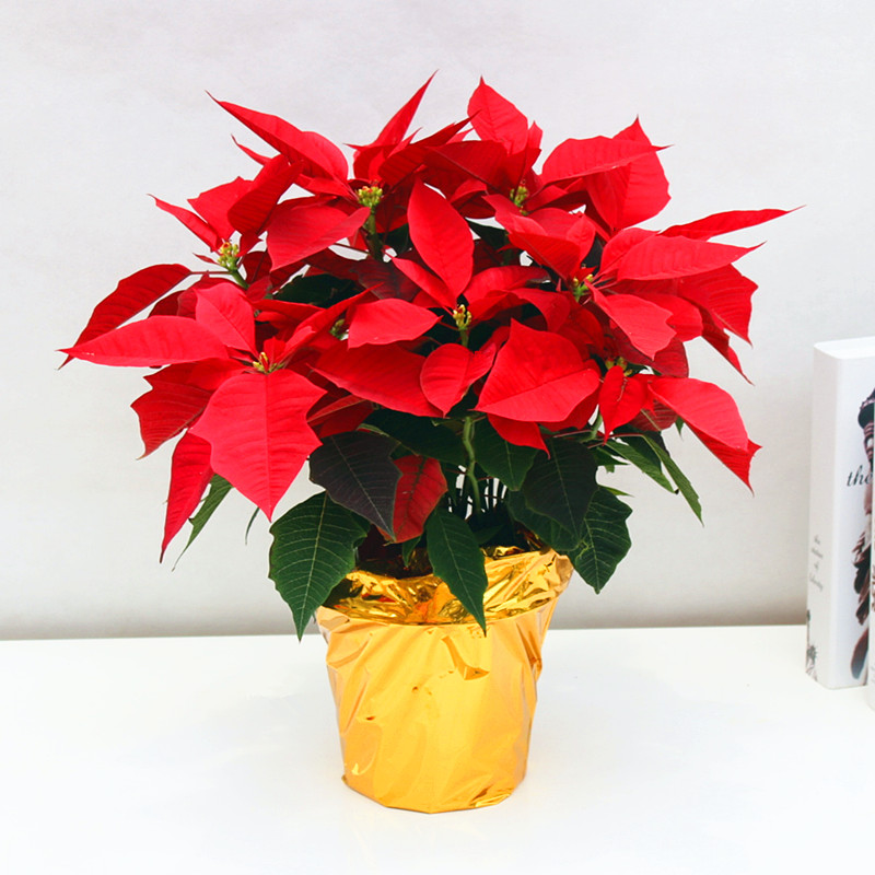上海鲜活圣诞花盆栽花卉同城直达
