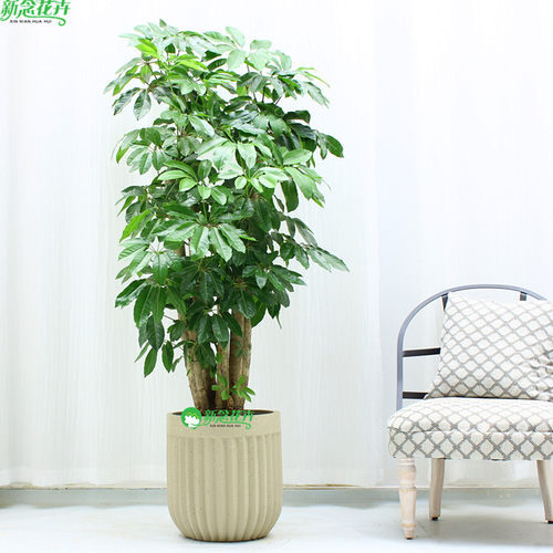 【上海送货上门】摇钱树盆栽绿植