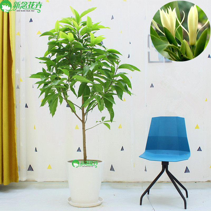 大型白兰花盆栽 花期长多年生木本观花植物花香清新浓郁白玉兰花